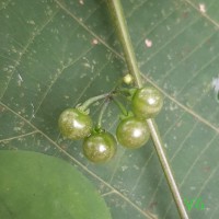 Solanum americanum Mill.